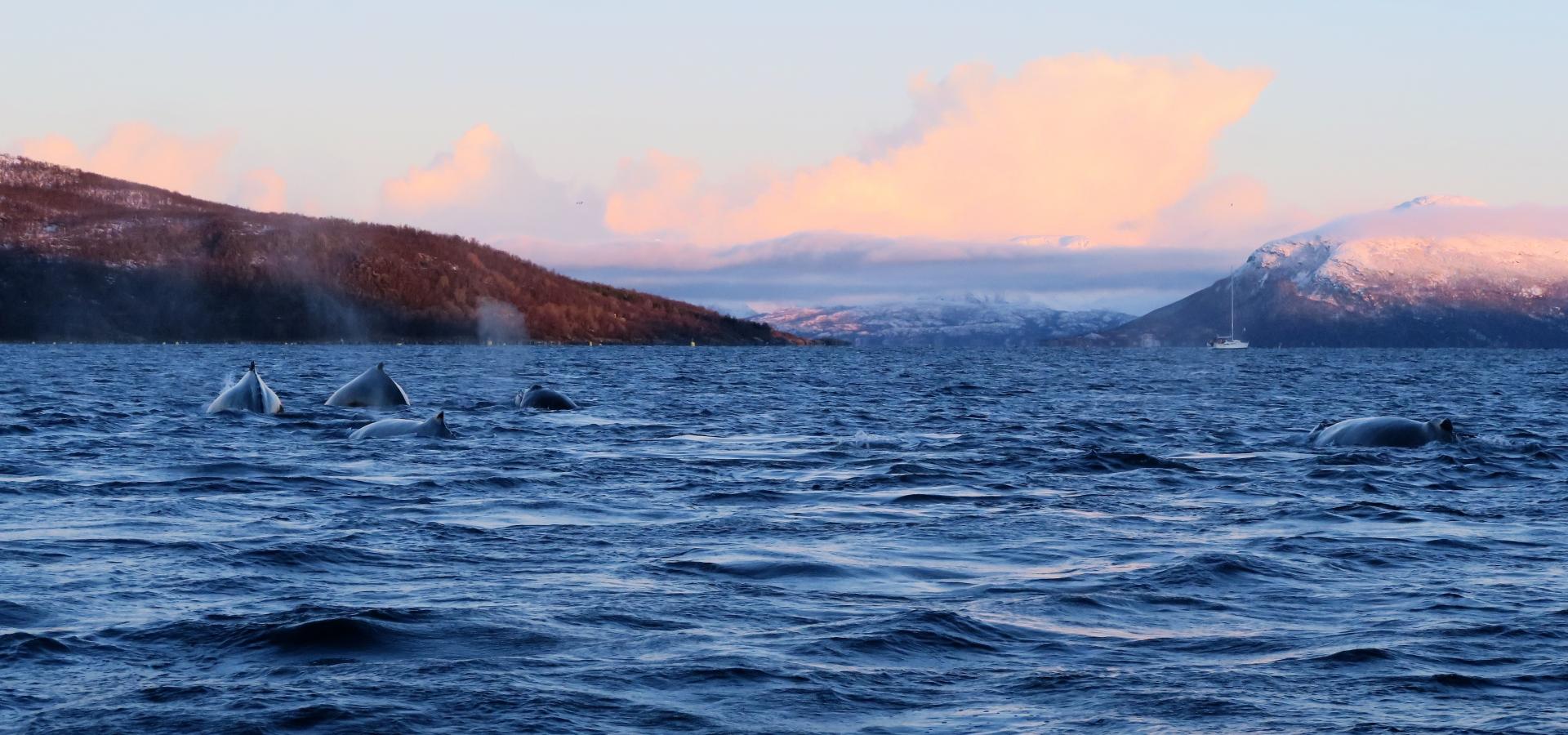 Whales in the sea outside Skjervøy, Northern Norway