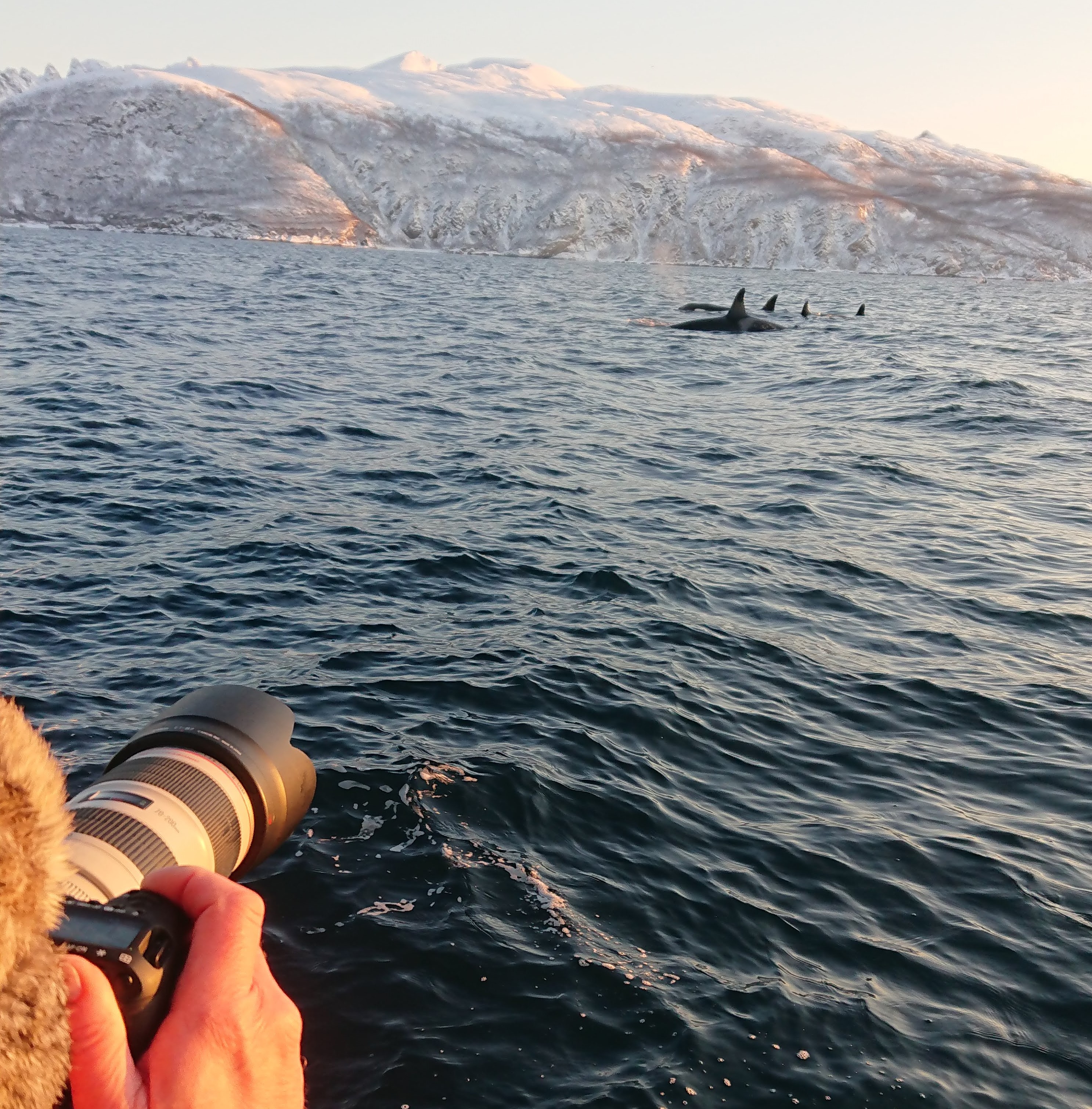 Hvalsafari – Slik Fotograferer Du Hval | Nord Norge | Visit Lyngenfjord