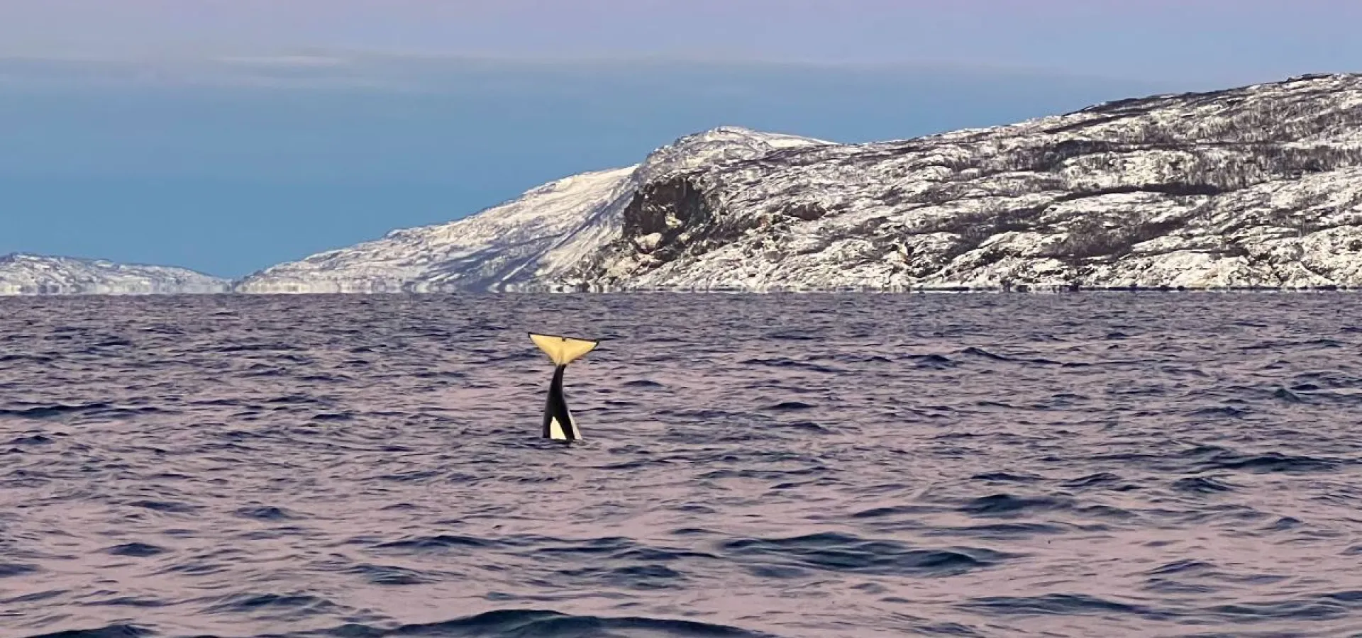 Hvalsafari fra Skjervøy - Explore 70 Degrees 