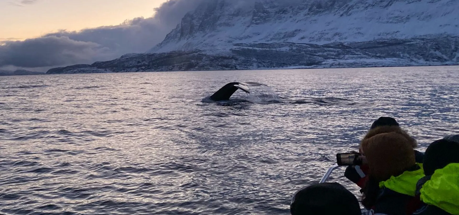 Hvalsafari fra Skjervøy - Explore 70 Degrees 