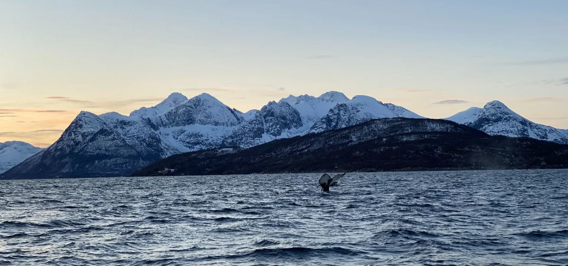 Hvalsafari fra Skjervøy - Explore 70 Degrees 