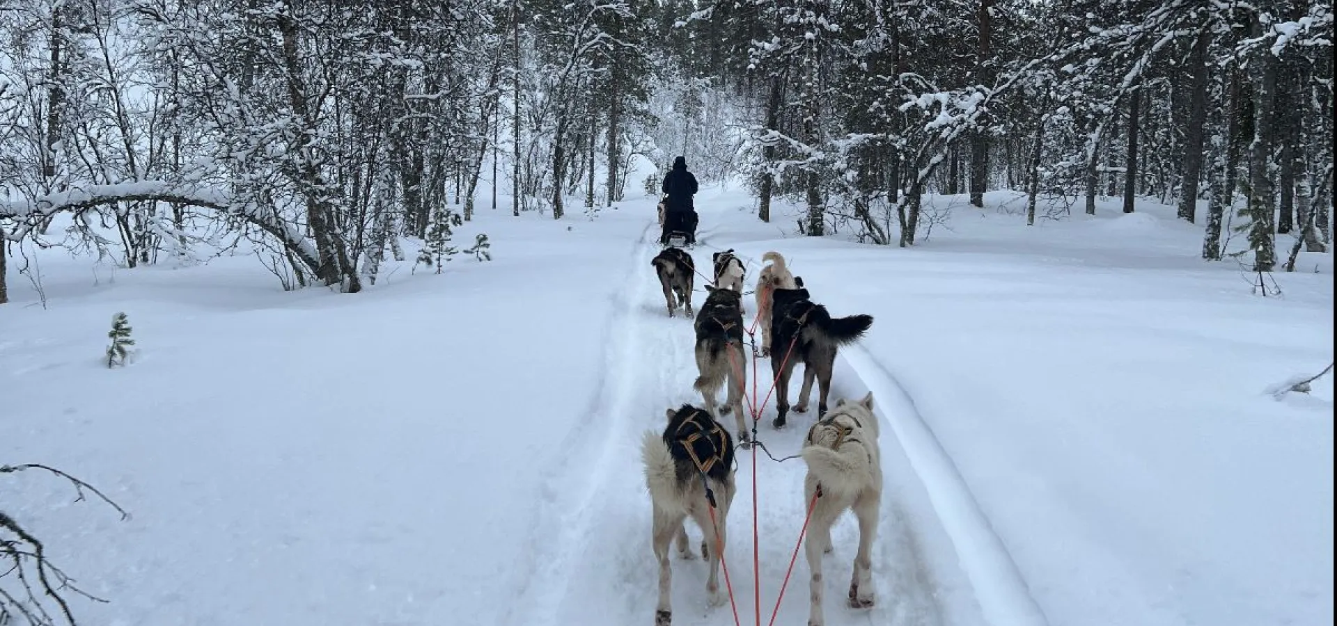          Hundekjøring i vakre Skibotn dalen - Avgang KILPISJÄRVI