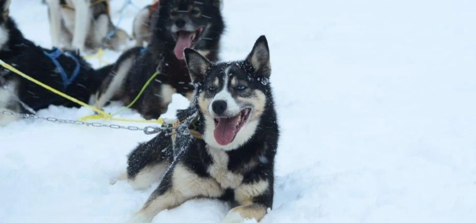 Hundekjøring i vakre Skibotn dalen - Avgang KILPISJÄRVI