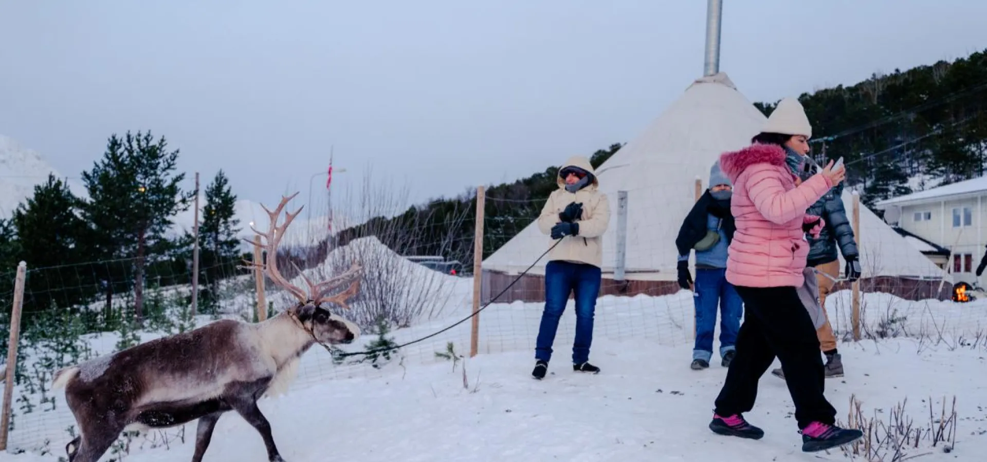 Reinsledekjøring i Skibotndalen - kveldstur med the Samiway