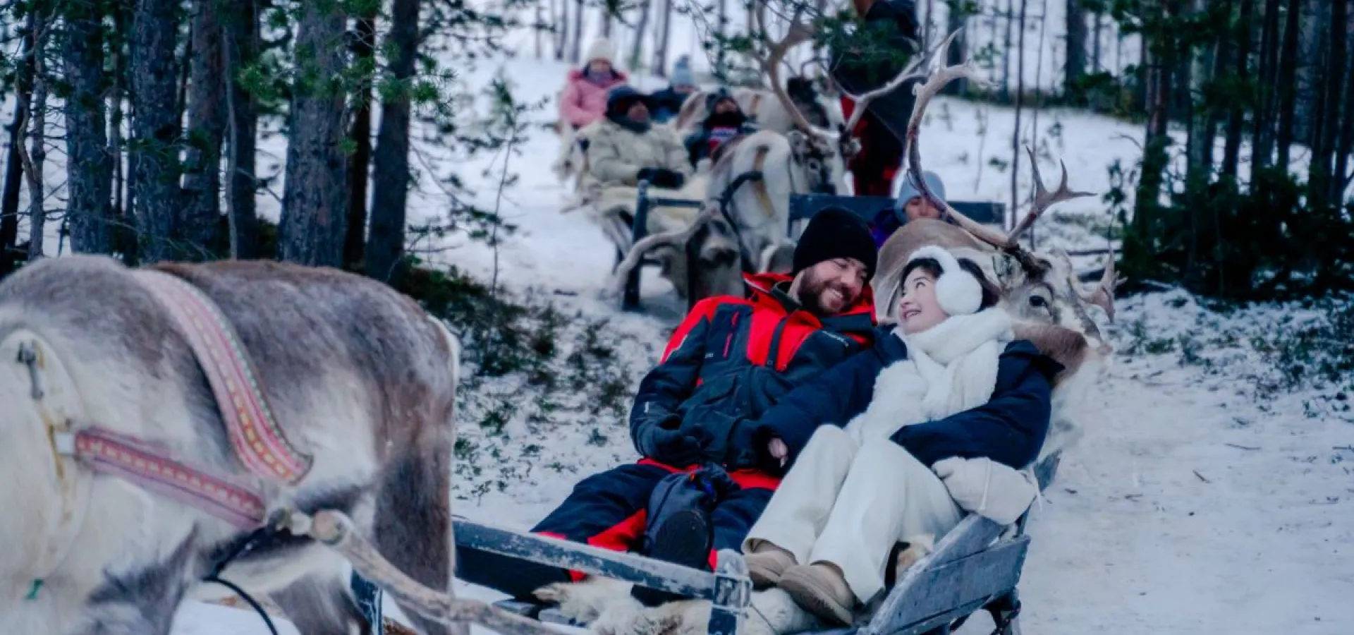 Reinsledekjøring i Skibotndalen - kveldstur med the Samiway