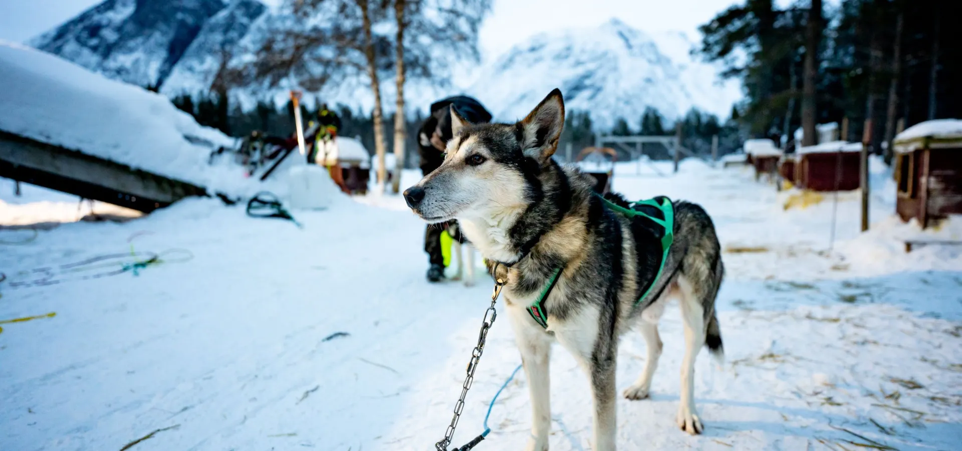 Hundekjøring i Reisadalen