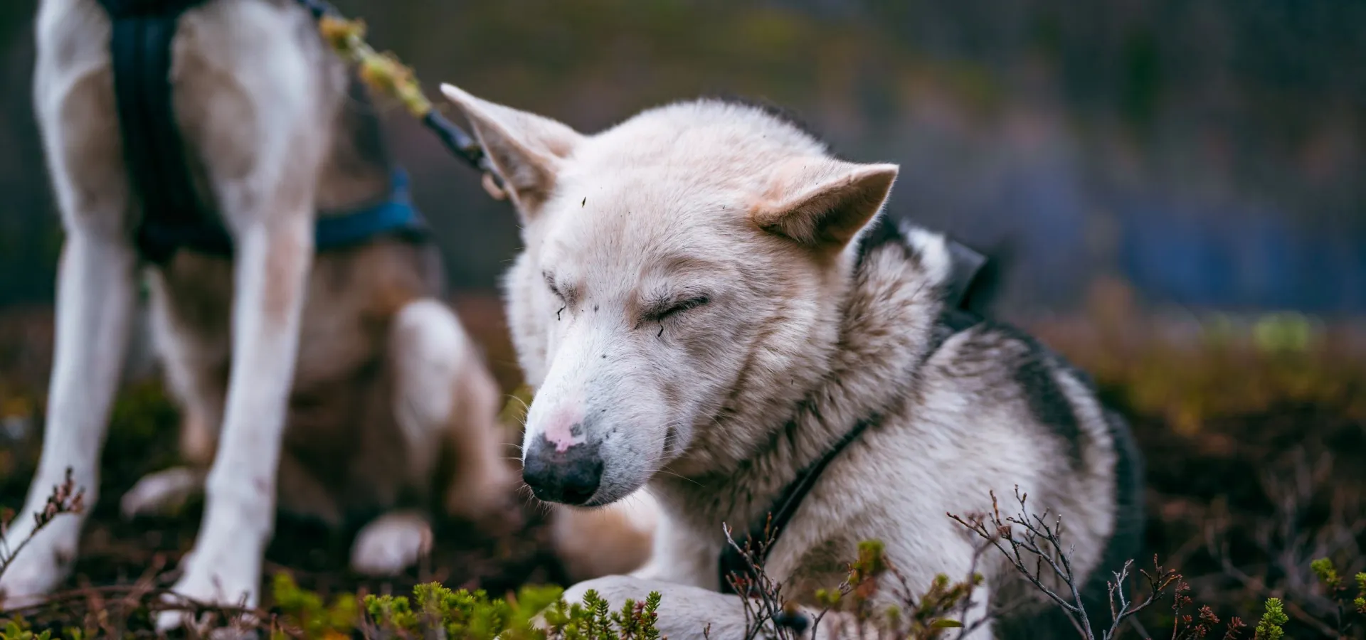 Hundesledetur på hjul - Lyngen Outdoor Experiences