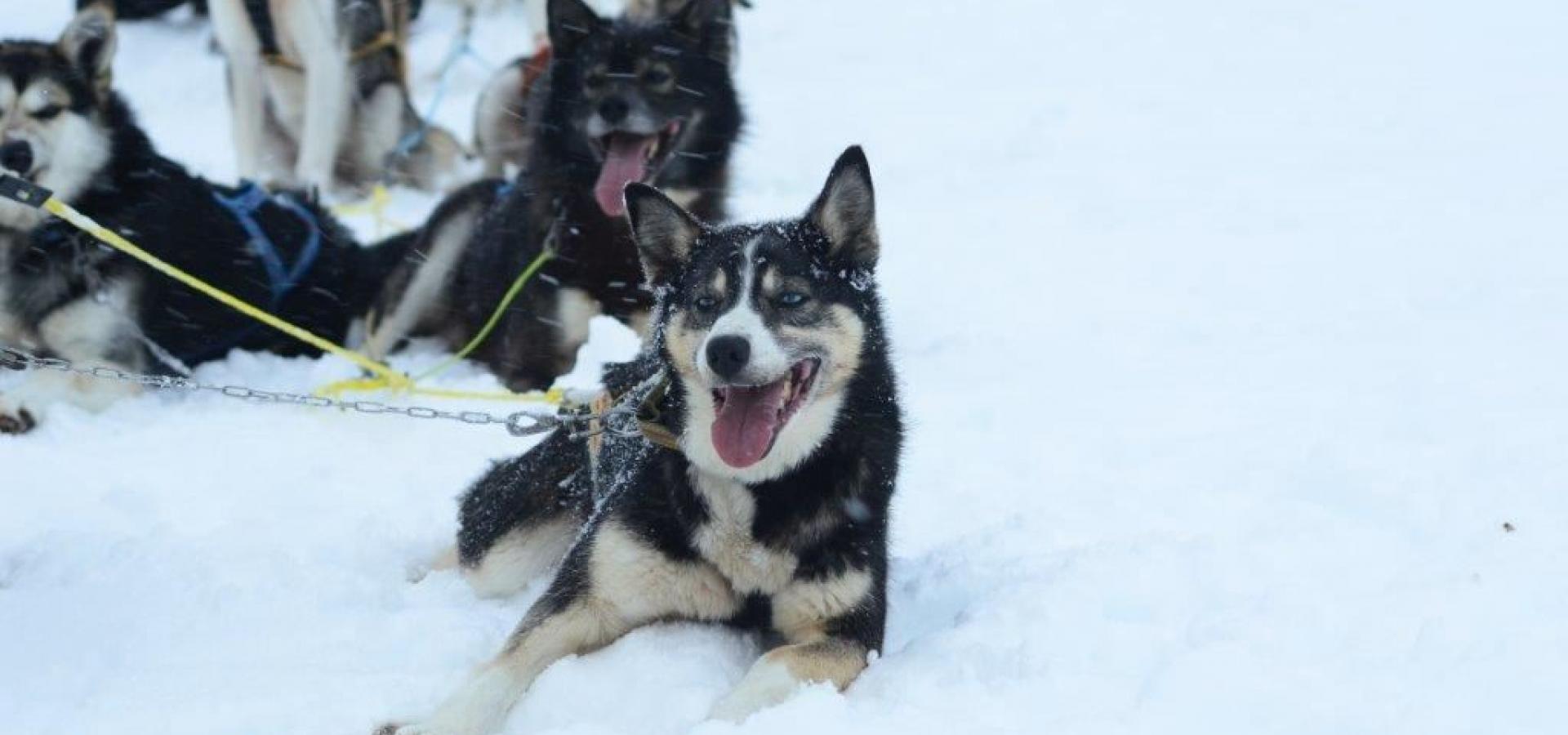 Winter activities in Skibotn - Snowmobile in the morning and dog sledding in the evening