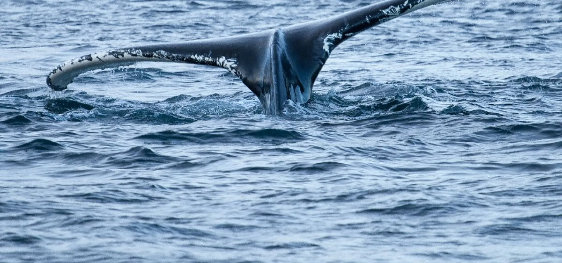 Hvalsafari i lukket båt fra Skjervøy - Dervola Adventure