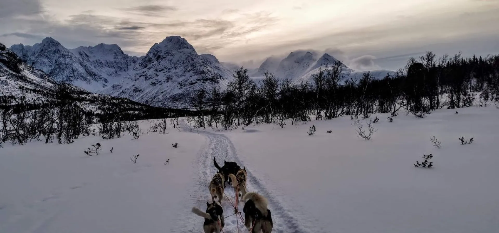 Lyngen Husky Safari