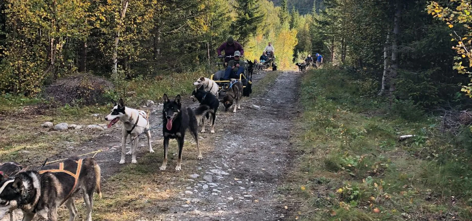 Hundekjøring på hjul - Activenorth