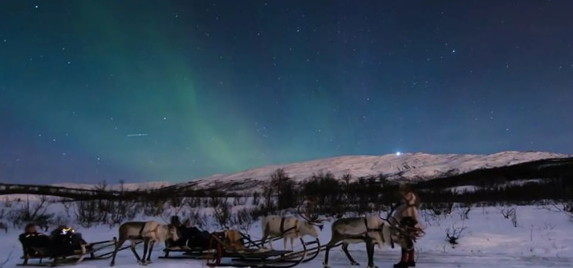 Sledetur med Reindsyr og Sjanse for Nordlys