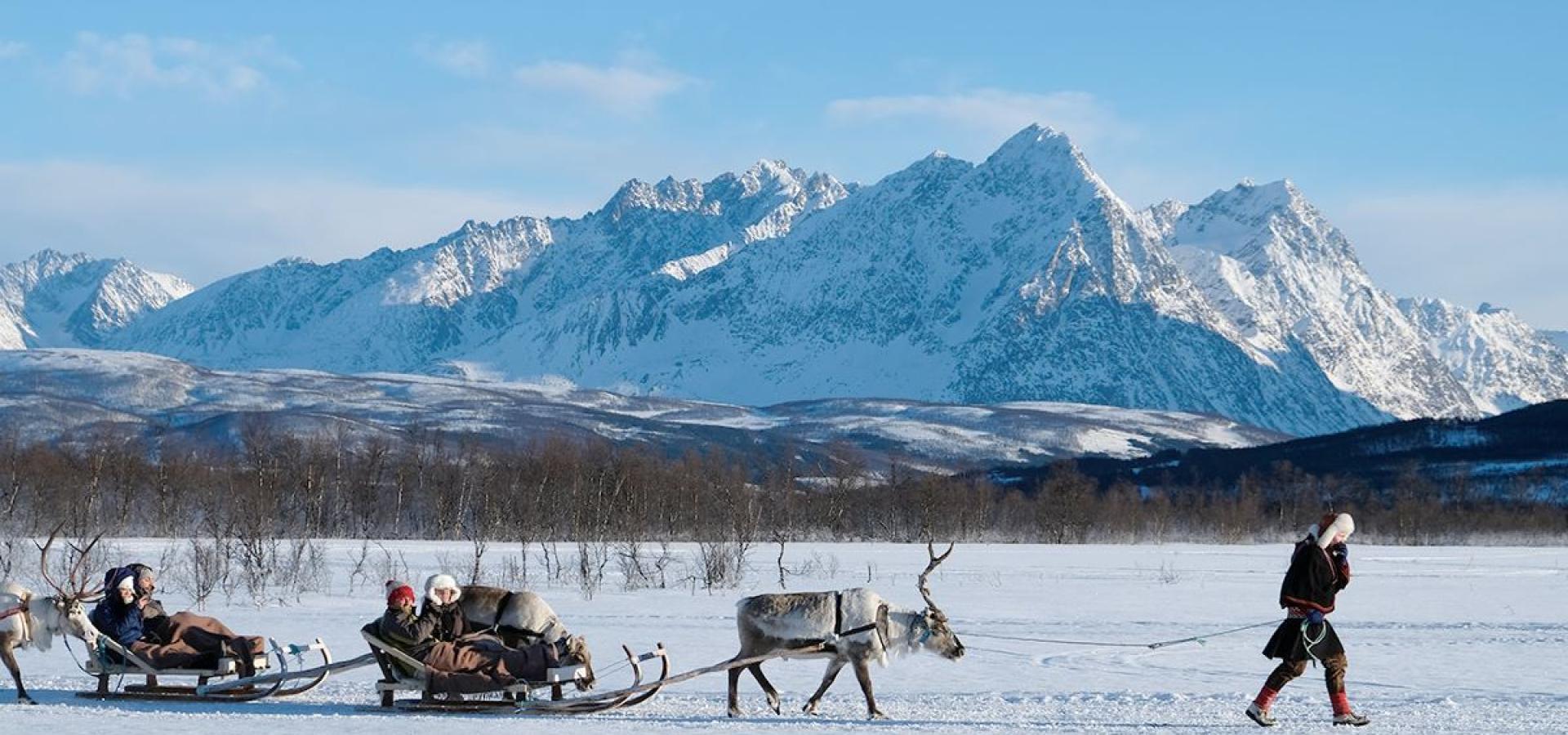 Sledetur med Reinsdyr og Samisk Kultur 