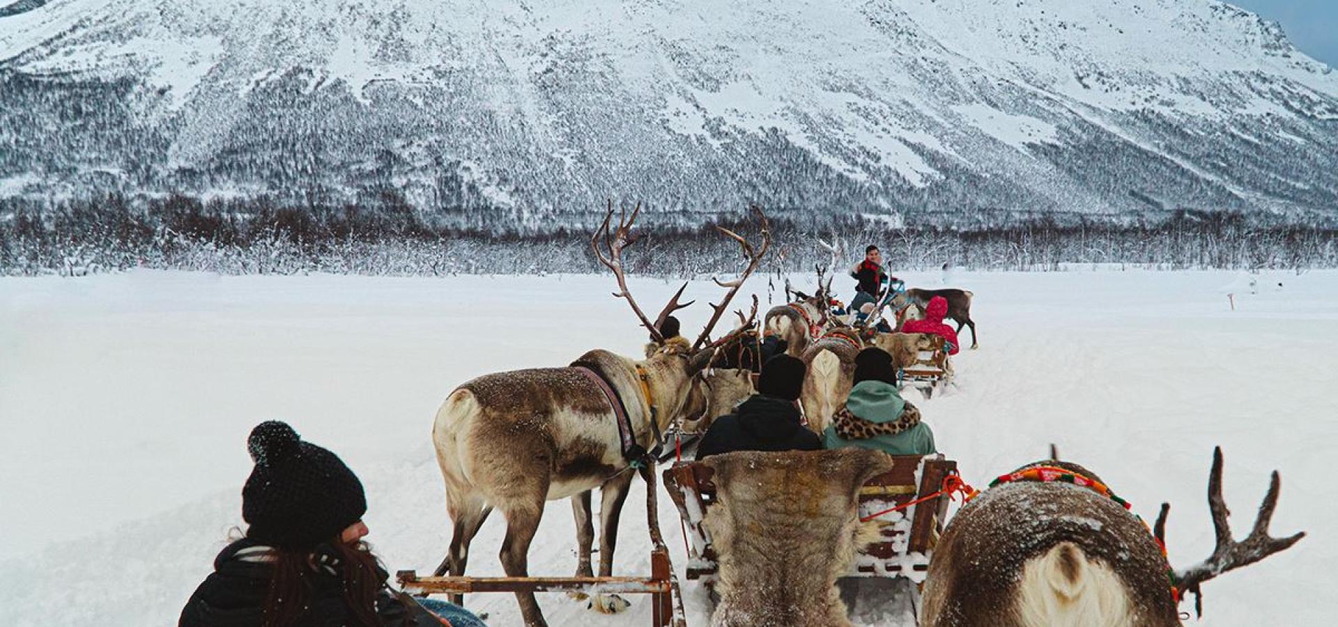 Sledetur med Reinsdyr og Samisk Kultur 