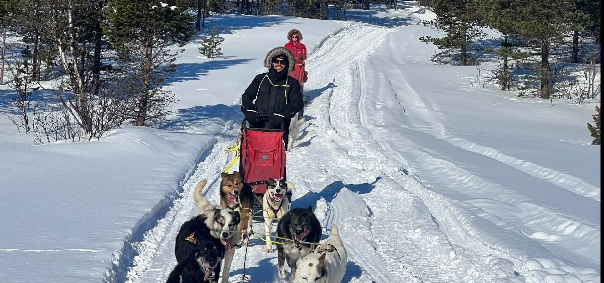 Hundekjøring i arktisk natur - Activenorth