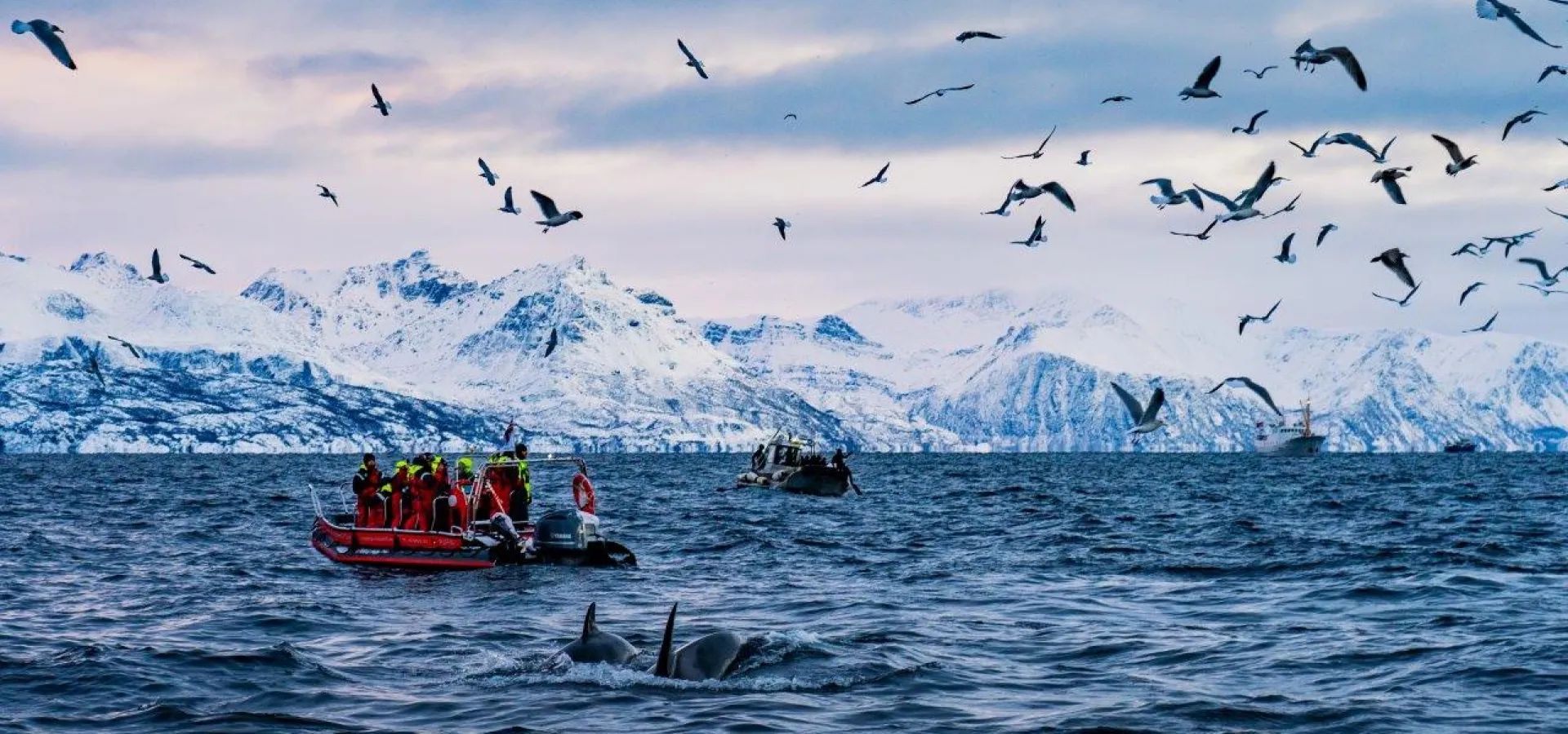 Whale watching in Skjervøy