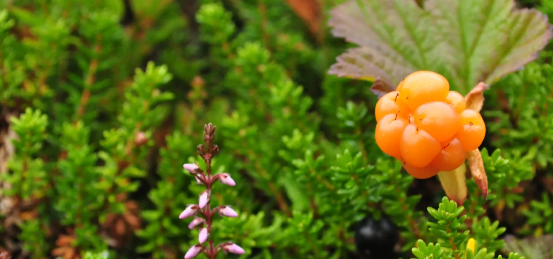 Cloudberries