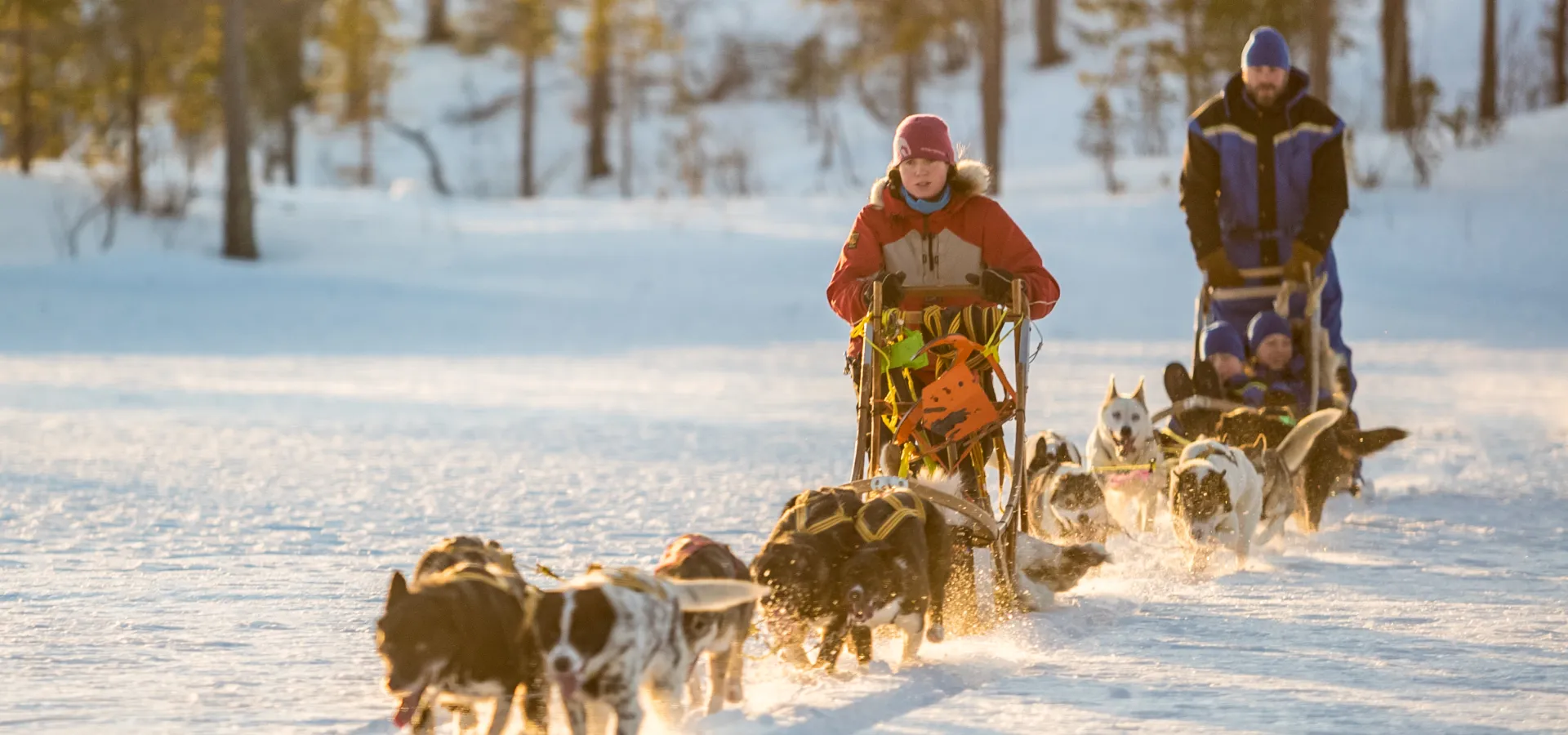 Hundekjøring i lav vintersol