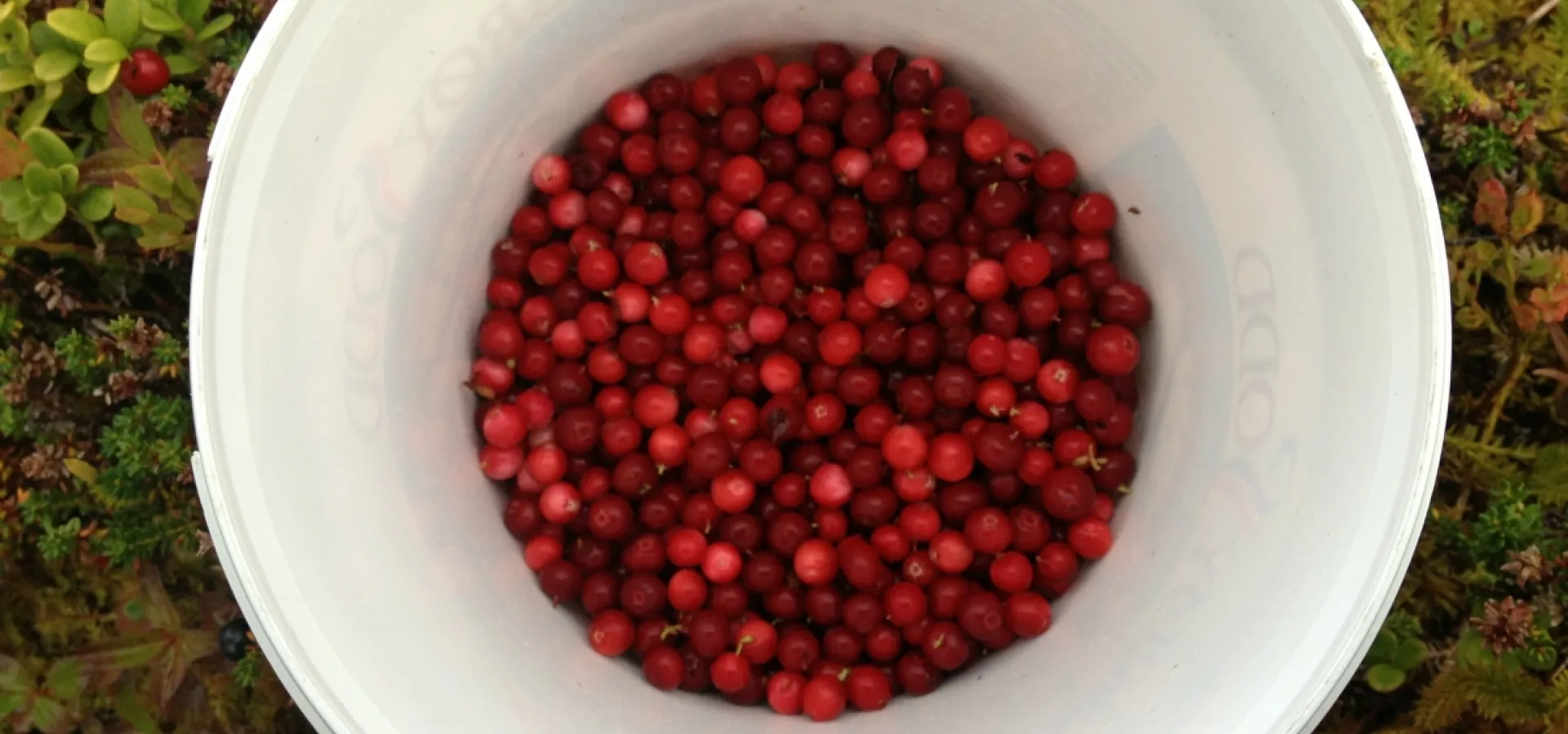 lingonberries