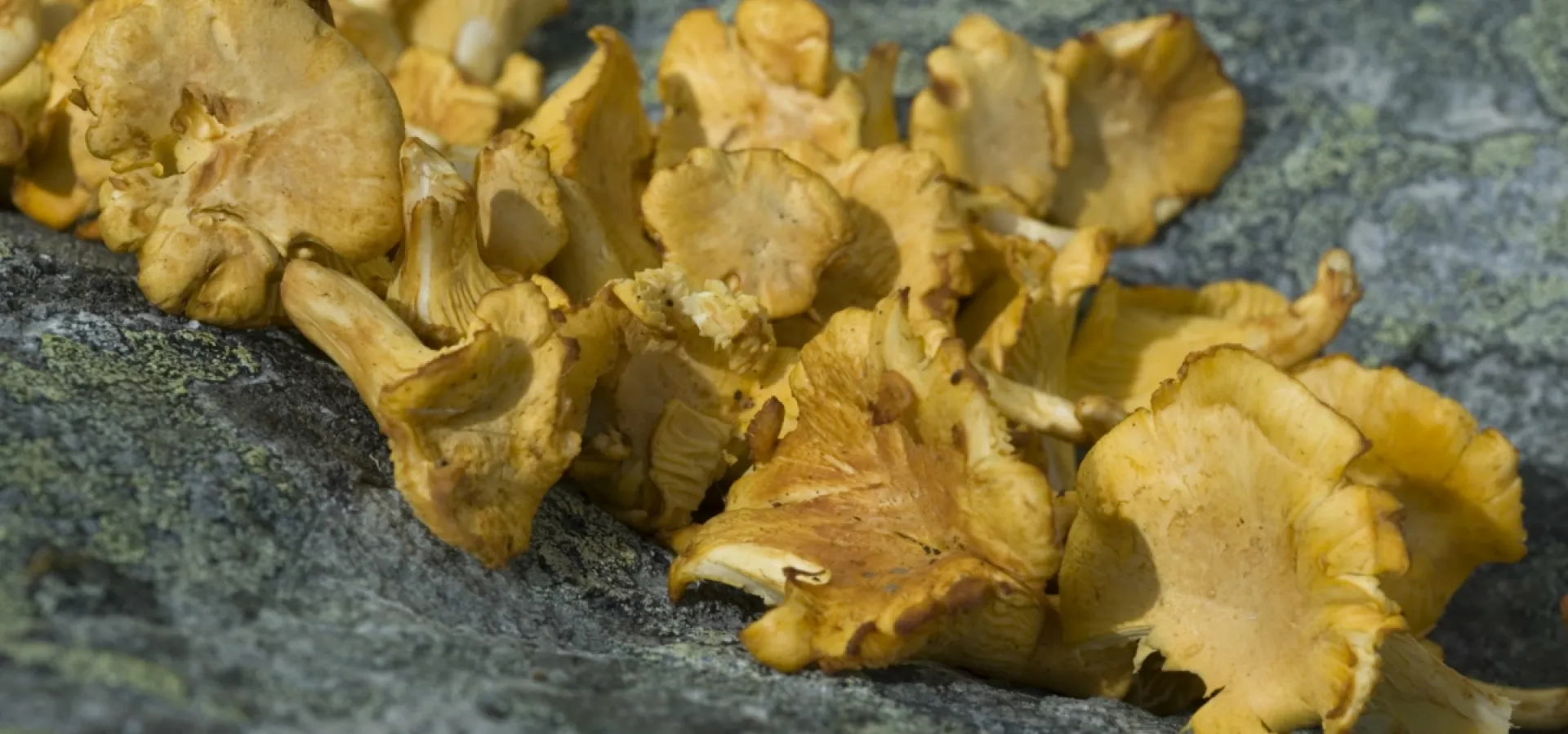 Chanterelles