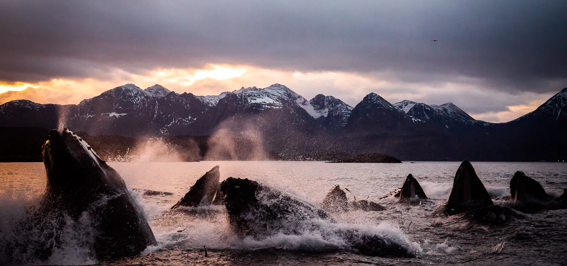 Hvaler utenfor Skjervøy, nord om Tromsø, Nord Norge