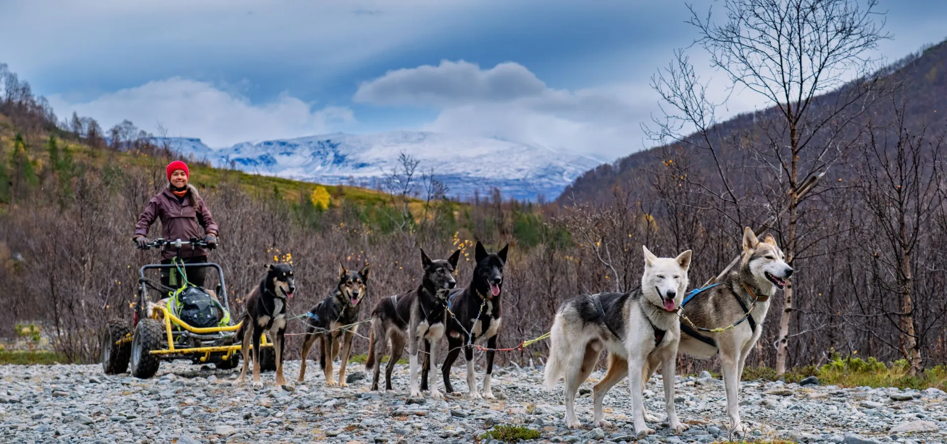 Dog sledding on wheels