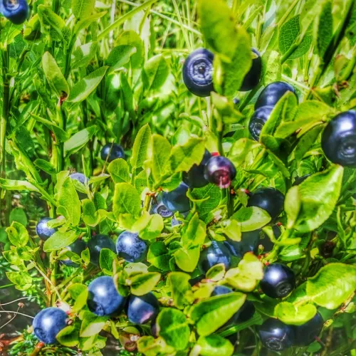 blueberries
