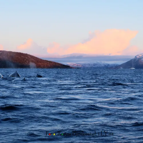 Whales in the sea outside Skjervøy, Northern Norway