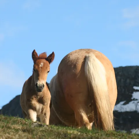 Two Lyngen horses in the mountains