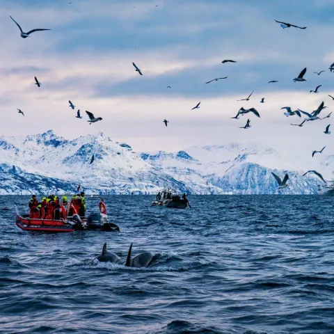 Whale watching Skjervøy