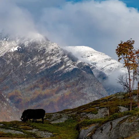 Årøyholmen i Lyngenfjorden (C) Marie Angelsen