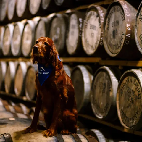 Sita checking the whisky casks, Aurora Spirit, Lyngen, Northern Norway