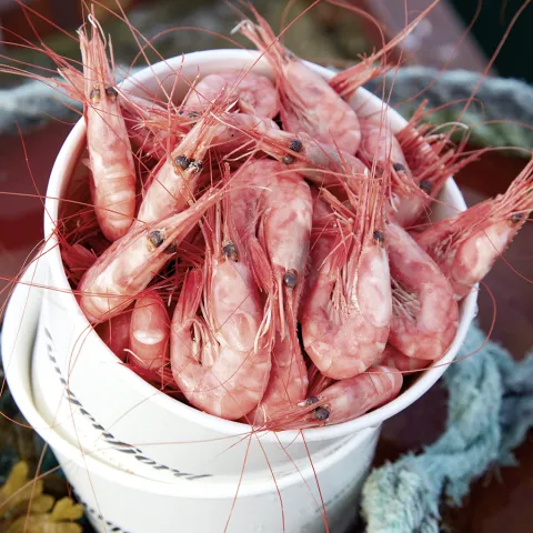 Lyngen shrimps in a basket, placed between ropes in the pier