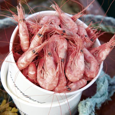 Lyngen shrimps in a basket, placed between ropes in the pier