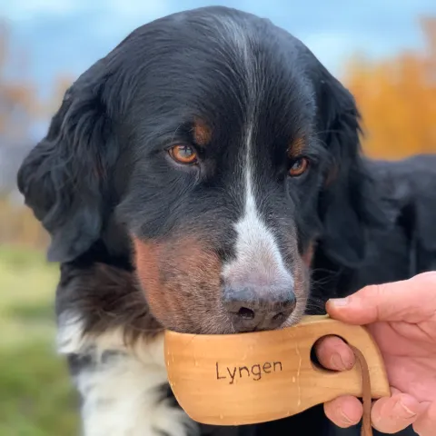 Hunden Bella på Koppangen Brygger i Lyngen