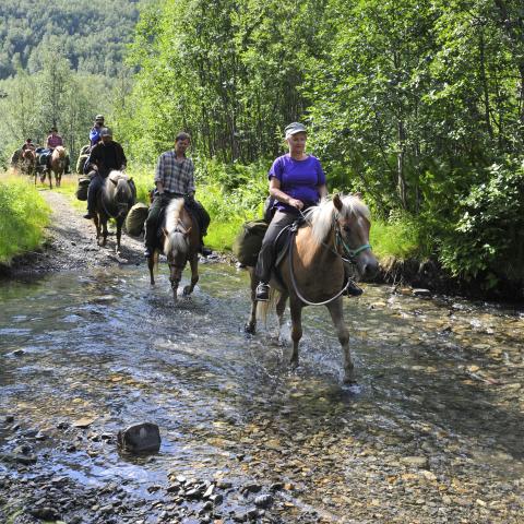 Several horses, with riders, in a row crossing a river on a sunny day