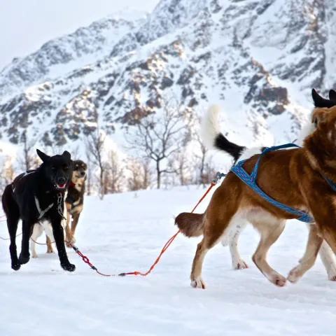 Hundekjøring Lyngsalpene, Koppangen Brygger