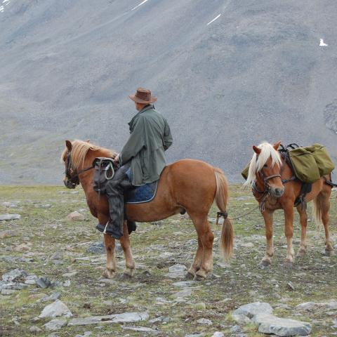 A rider on a Lyngen horse in the mountains with a pack horse