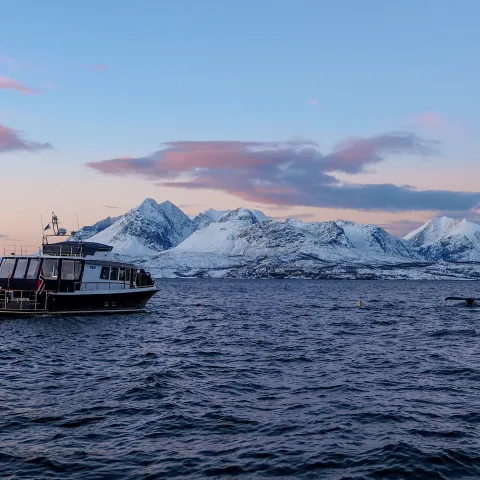 Hvaler utenfor Skjervøy, nord om Tromsø, Nord Norge