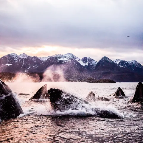 Hvaler utenfor Skjervøy, nord om Tromsø, Nord Norge