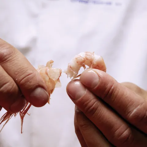 Hands peeling shrimps