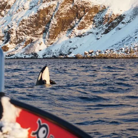 Hvaler utenfor Skjervøy/Uløya, nord om Tromsø, Nord Norge