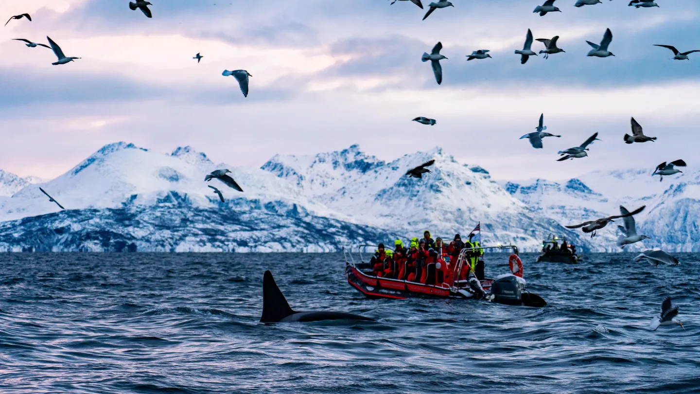 Whale safari